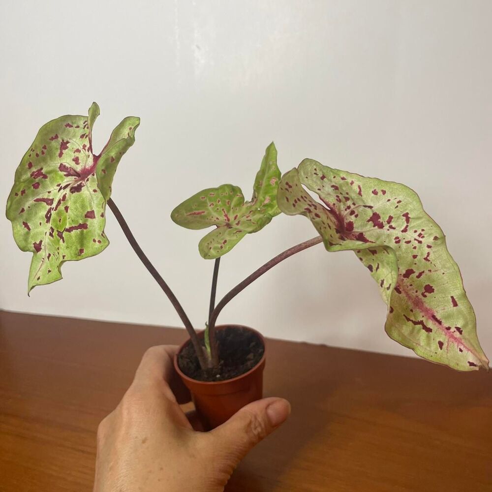 Green and Pink Syngonium Miss Muffet Live plant in 2 inch pot - Picture 3 of 5